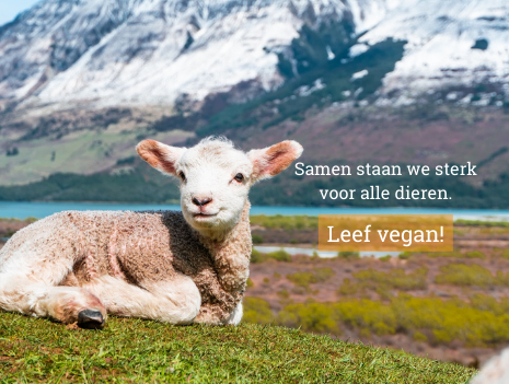 Schaf mit "Go vegan"-Message