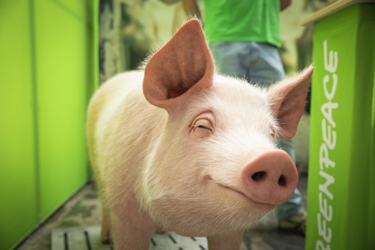 Schwein am Messestand von Greenpeace auf er VeggieWorld Düsseldorf 2022